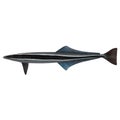 Remora Royalty Free Stock Photo